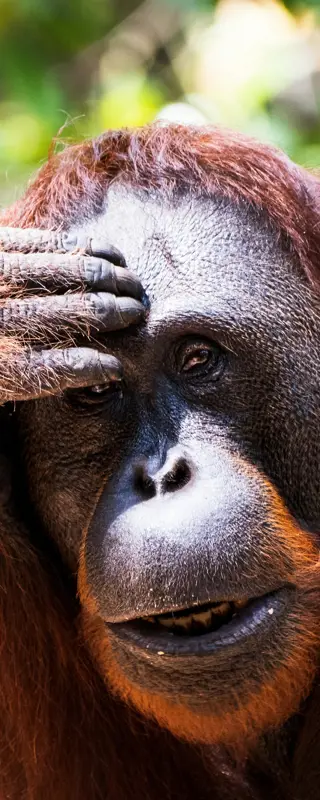 Rendez-Vous mit der Welt: Borneo & Sulawesi